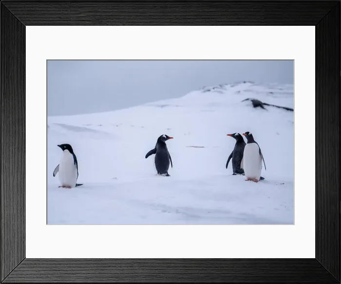 Framed Print : Gentoo and Adelie penguins in Antarctica. Wild nature Framed Print : Gentoo and Adelie penguins in Antarctica. Wild nature
