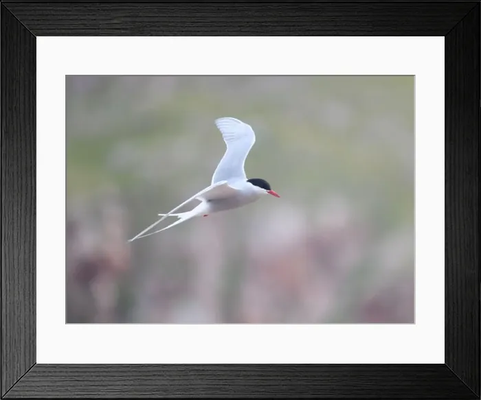 Framed Print : Arctic Tern in flight, The Blade, Ronas Voe, Shetland Framed Print : Arctic Tern in flight, The Blade, Ronas Voe, Shetland