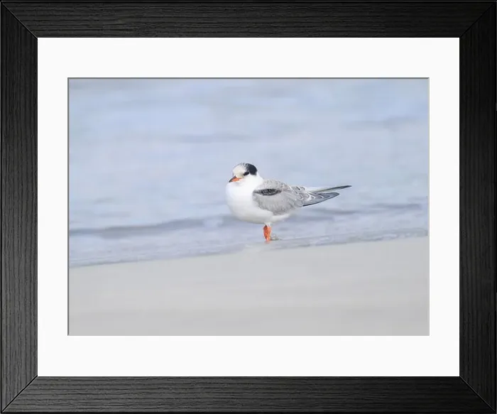 Framed Print : Juvenile Arctic tern on St Ninian's Isle tombolo, Shetland Framed Print : Juvenile Arctic tern on St Ninian's Isle tombolo, Shetland