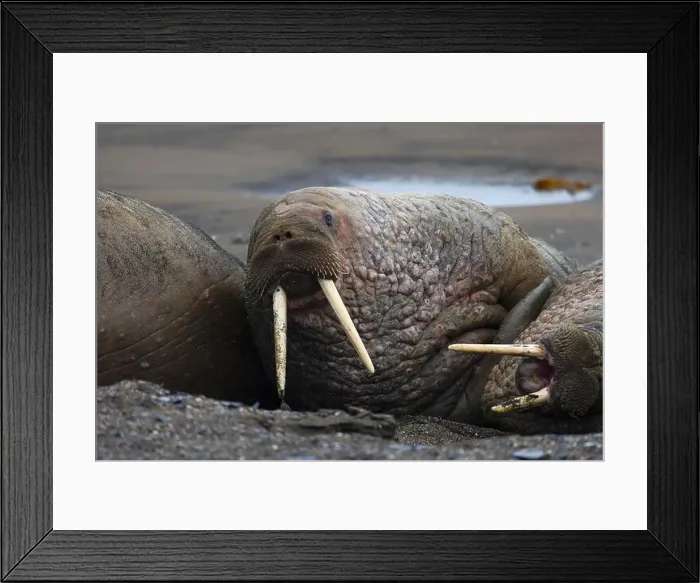 Framed Print : Walrus lying down on a rainy day, Svalbard and Jan Mayen, Norway, Polar Regions