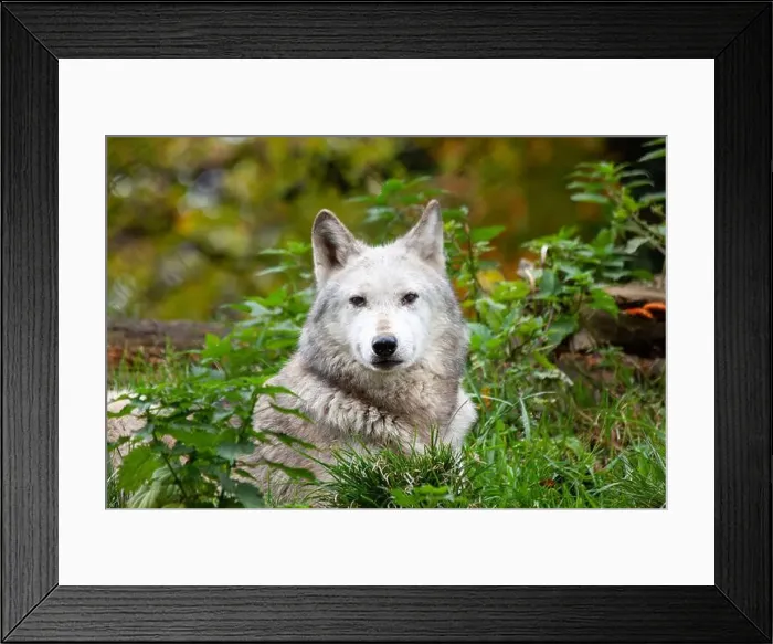 Framed Print : Arctic wolf found in the Arctic regions of North America and Greenland Framed Print : Arctic wolf found in the Arctic regions of North America and Greenland
