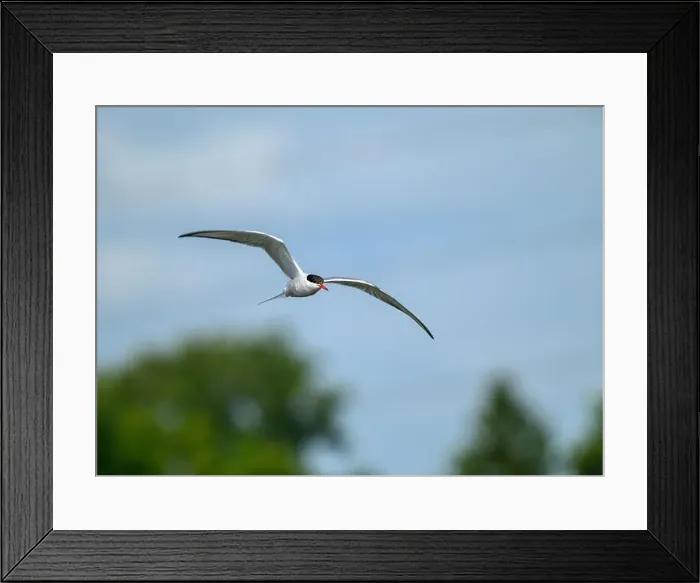 Framed Print : Flying Arctic Tern over wetland Framed Print : Flying Arctic Tern over wetland