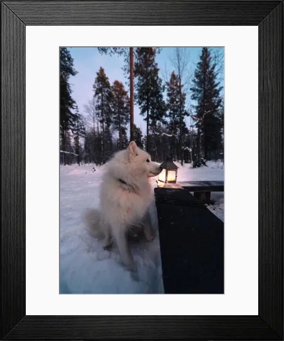 Framed Print : A serene Samoyed dog stands by a glowing lantern in the snowy landscape of Lapland Framed Print : A serene Samoyed dog stands by a glowing lantern in the snowy landscape of Lapland