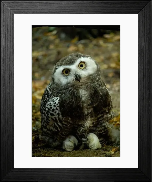 Framed Print : Surprised juvenile snowy owl with open mouth Framed Print : Surprised juvenile snowy owl with open mouth