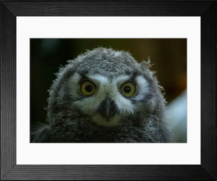 Framed Print : Surprised juvenile snowy owl with open mouth Framed Print : Surprised juvenile snowy owl with open mouth