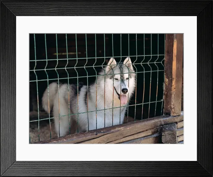 Framed Print : happy cute husky dog with toungue out in a cage Framed Print : happy cute husky dog with toungue out in a cage