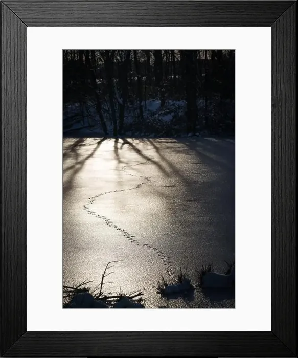 Framed Print : Animal tracks on the ice surface of a frozen lake. A winter scene Framed Print : Animal tracks on the ice surface of a frozen lake. A winter scene