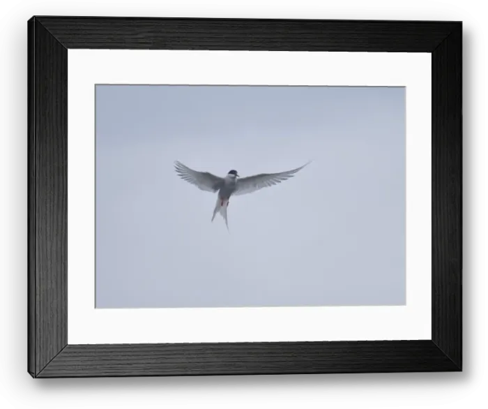 Framed Print : Arctic Tern in flight, The Blade, Ronas Voe, Shetland Framed Print : Arctic Tern in flight, The Blade, Ronas Voe, Shetland