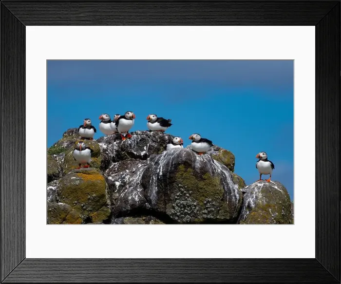 Framed Print : Group Of Seabird Species Atlantic Puffin (Fratercula arctica) Framed Print : Group Of Seabird Species Atlantic Puffin (Fratercula arctica)