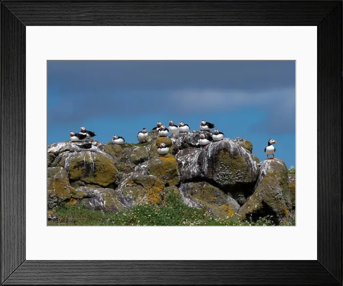 Framed Print : Group Of Seabird Species Atlantic Puffin (Fratercula arctica) Framed Print : Group Of Seabird Species Atlantic Puffin (Fratercula arctica)