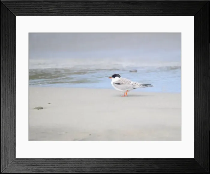 Framed Print : Juvenile Arctic tern on St Ninian's Isle tombolo, Shetland Framed Print : Juvenile Arctic tern on St Ninian's Isle tombolo, Shetland