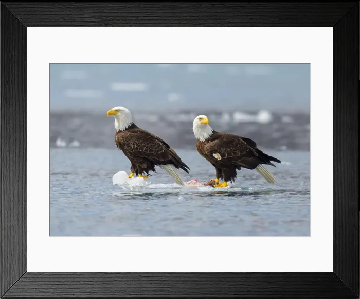Framed Print : Two Bald Eagles floating on ice in Alaska Framed Print : Two Bald Eagles floating on ice in Alaska