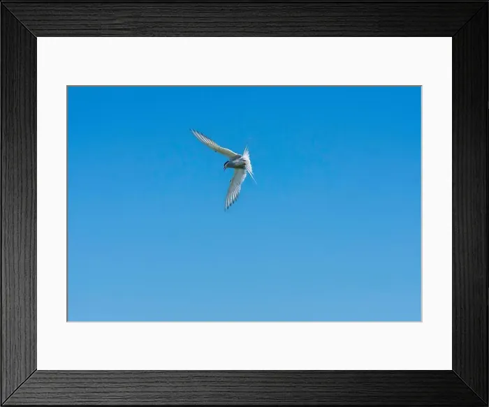 Framed Print : An Arctic Tern (Sterna Paradise) in flight above the Farne Islands in Northumberland, UK Framed Print : An Arctic Tern (Sterna Paradise) in flight above the Farne Islands in Northumberland, UK