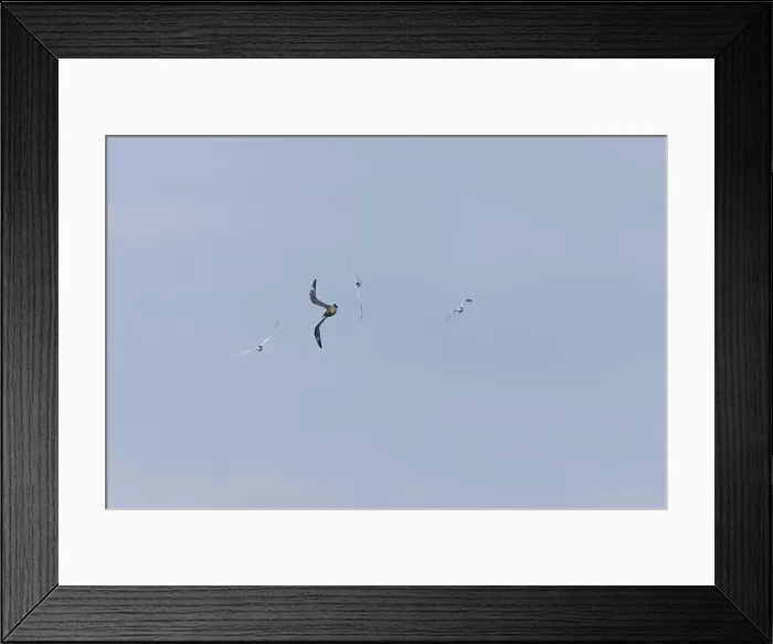 Framed Print : Arctic skua Stercorarius parasiticus Framed Print : Arctic skua Stercorarius parasiticus