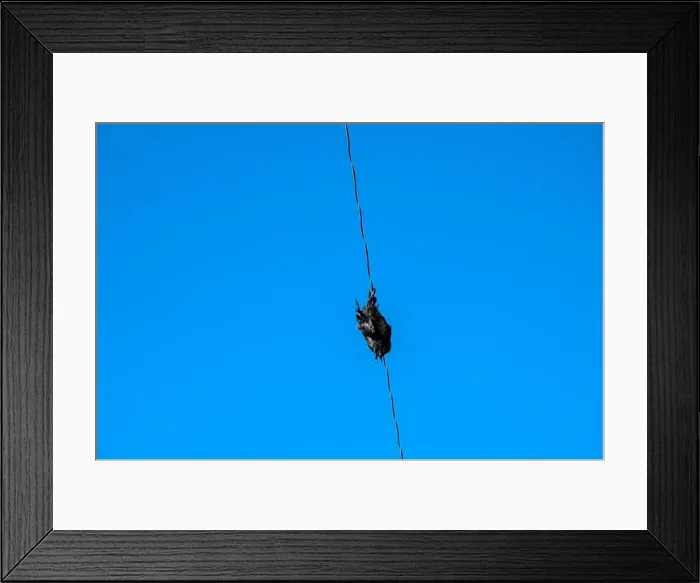 Framed Print : Raven perched on an electrical power line in Iqaluit, Nunavut, Canada Framed Print : Raven perched on an electrical power line in Iqaluit, Nunavut, Canada