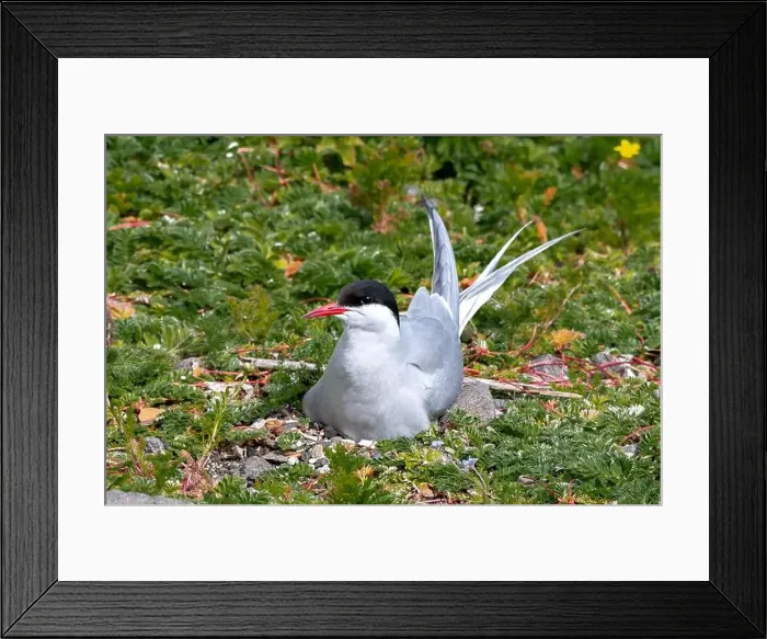 Framed Print : Breeding Seabird Species Arctic Tern (Sterna Paradisaea)
