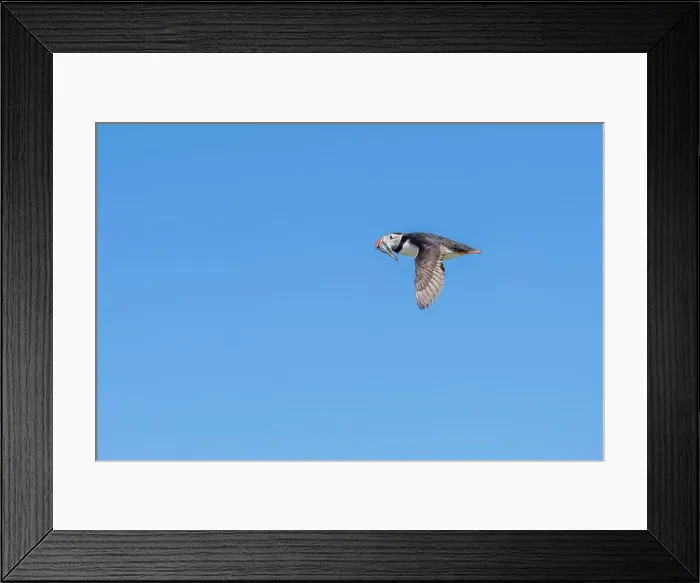 Framed Print : An Atlantic Puffin (Fratercula arctica) in flight over The Farne Islands in Northumberland, UK Framed Print : An Atlantic Puffin (Fratercula arctica) in flight over The Farne Islands in Northumberland, UK