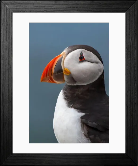 Framed Print : Seabird Species Atlantic Puffin (Fratercula arctica)