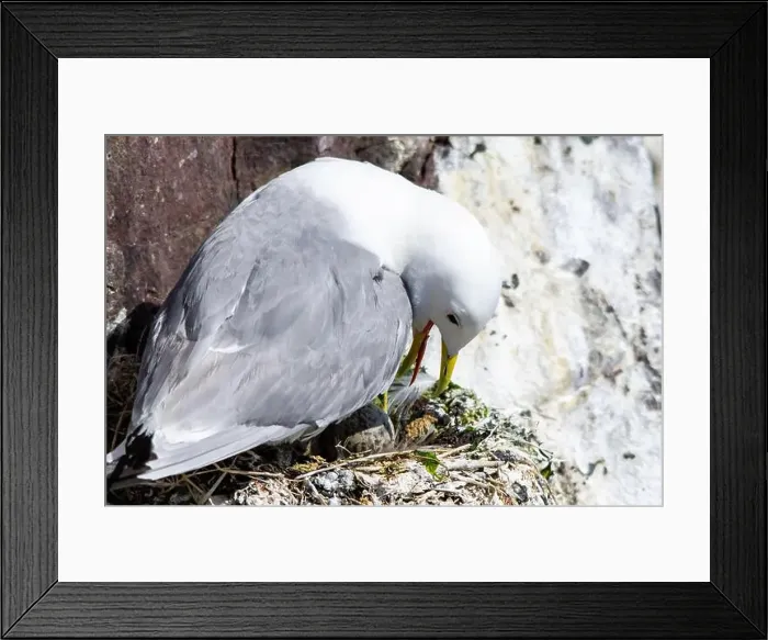 Framed Print : Kittiwakes gathering on the rocks at The Farne Islands, Northumberland, UK Framed Print : Kittiwakes gathering on the rocks at The Farne Islands, Northumberland, UK