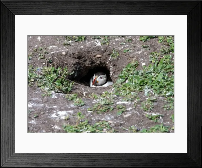 Framed Print : An Atlantic Puffin (Fratercula arctica) hides in its burrow on The Farne Islands in Northumberland, UK Framed Print : An Atlantic Puffin (Fratercula arctica) hides in its burrow on The Farne Islands in Northumberland, UK