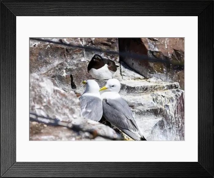 Framed Print : Kittiwakes gathering on the rocks at The Farne Islands, Northumberland, UK Framed Print : Kittiwakes gathering on the rocks at The Farne Islands, Northumberland, UK