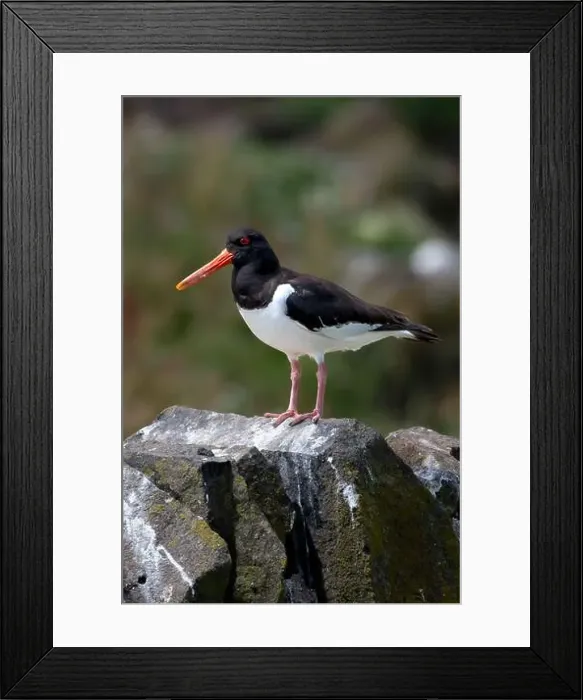 Framed Print : Seabird Species Oystercatcher (Haematopus Ostralegus) Framed Print : Seabird Species Oystercatcher (Haematopus Ostralegus)