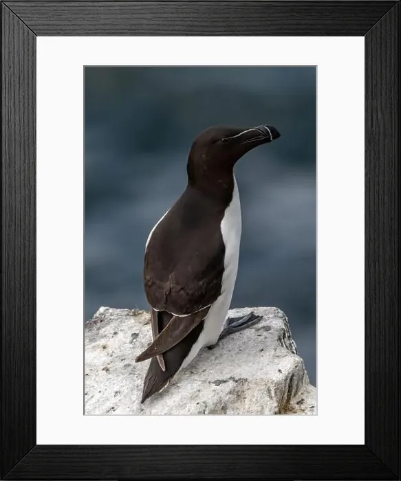 Framed Print : Seabird Species Razorbill (Alca Torda) On The Isle Of May In The Firth Of Forth Near Anstruther In Scotland Framed Print : Seabird Species Razorbill (Alca Torda) On The Isle Of May In The Firth Of Forth Near Anstruther In Scotland