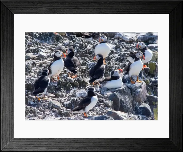 Framed Print : Atlantic Puffins (Fratercula arctica) on The Farne Islands in Northumberland, UK Framed Print : Atlantic Puffins (Fratercula arctica) on The Farne Islands in Northumberland, UK