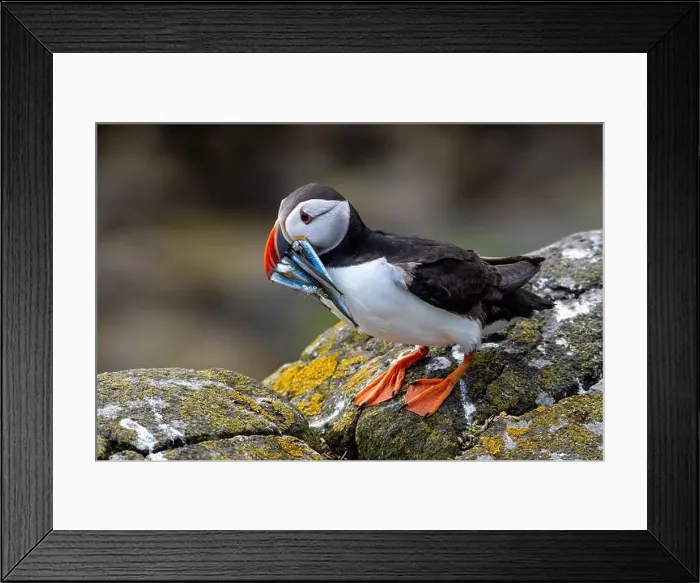 Framed Print : Seabird Species Atlantic Puffin (Fratercula arctica) Framed Print : Seabird Species Atlantic Puffin (Fratercula arctica)