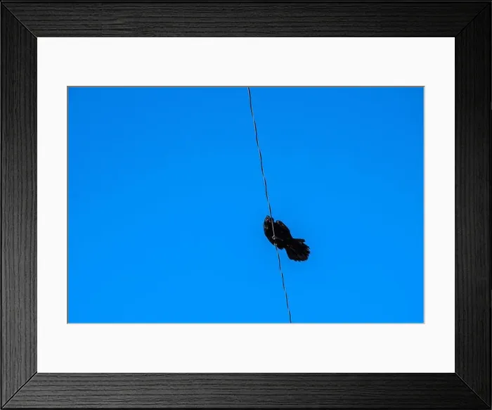 Framed Print : Raven perched on an electrical power line in Iqaluit, Nunavut, Canada Framed Print : Raven perched on an electrical power line in Iqaluit, Nunavut, Canada