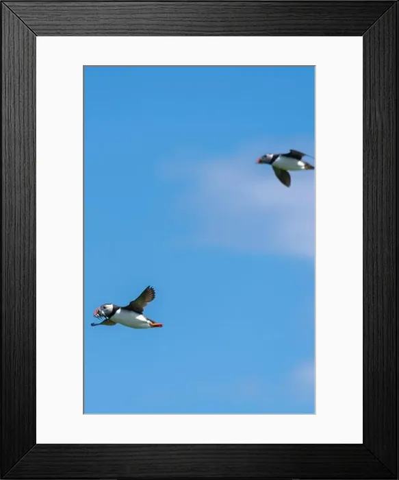 Framed Print : An Atlantic Puffin (Fratercula arctica) in flight over The Farne Islands in Northumberland, UK