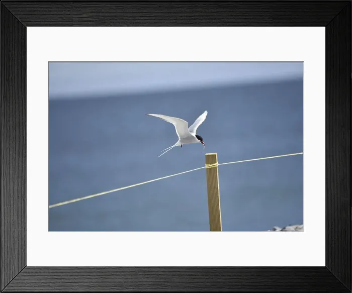Framed Print : Arctic Tern (Sterna paradisaea) Hovering above a Wooden Post with a Fish in its Beak Framed Print : Arctic Tern (Sterna paradisaea) Hovering above a Wooden Post with a Fish in its Beak