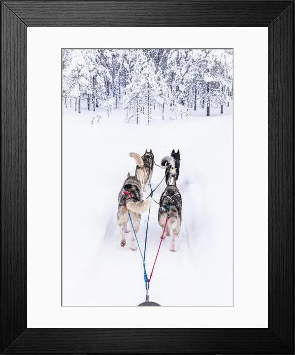 Framed Print : Personal perspective of a person dog sledding in a snowy arctic forest Framed Print : Personal perspective of a person dog sledding in a snowy arctic forest