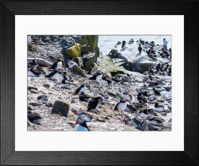 Framed Print : Atlantic Puffins (Fratercula arctica) on The Farne Islands in Northumberland, UK Framed Print : Atlantic Puffins (Fratercula arctica) on The Farne Islands in Northumberland, UK