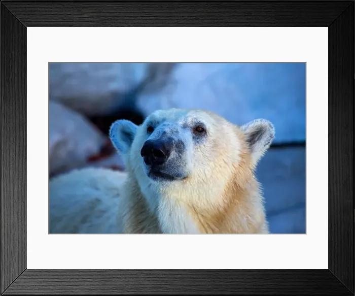Framed Print : A majestic Polar Bear was sighted Framed Print : A majestic Polar Bear was sighted