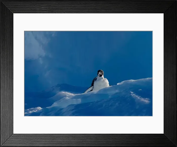 Framed Print : Adelie penguin losing down feathers on ice, Antarctica, Polar Regions Framed Print : Adelie penguin losing down feathers on ice, Antarctica, Polar Regions