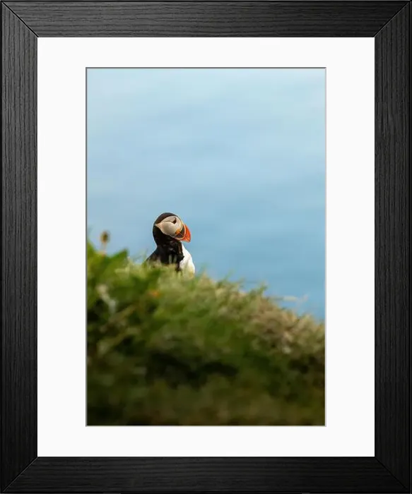 Framed Print : Puffins in Iceland Framed Print : Puffins in Iceland