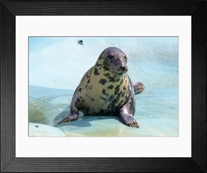 Framed Print : A gray, grey, seal with spotted markings lying on a blue surface in a zoo environment Framed Print : A gray, grey, seal with spotted markings lying on a blue surface in a zoo environment