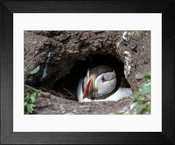 Framed Print : An Atlantic Puffin (Fratercula arctica) hides in its burrow on The Farne Islands in Northumberland, UK