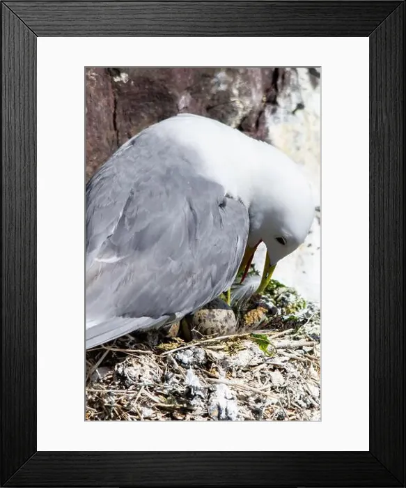 Framed Print : Kittiwakes gathering on the rocks at The Farne Islands, Northumberland, UK Framed Print : Kittiwakes gathering on the rocks at The Farne Islands, Northumberland, UK
