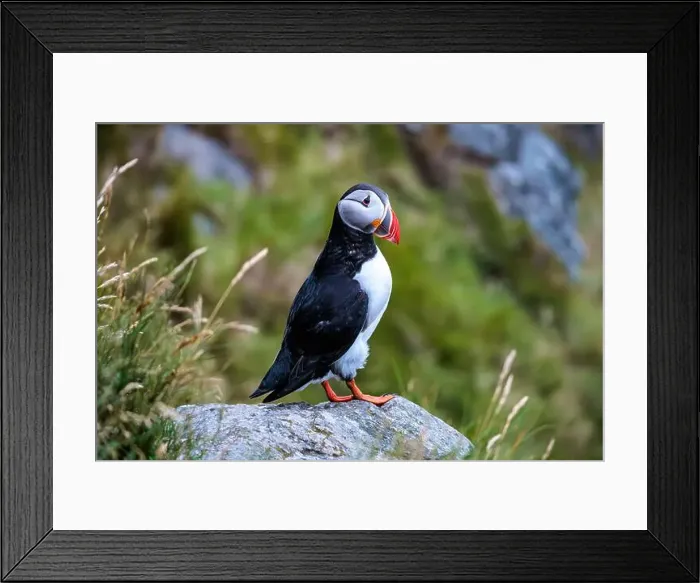 Framed Print : Atlantic puffin, fratercula arctica, standing on cliff Framed Print : Atlantic puffin, fratercula arctica, standing on cliff