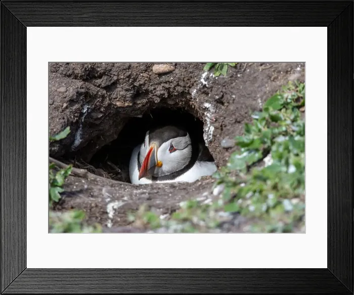 Framed Print : An Atlantic Puffin (Fratercula arctica) hides in its burrow on The Farne Islands in Northumberland, UK Framed Print : An Atlantic Puffin (Fratercula arctica) hides in its burrow on The Farne Islands in Northumberland, UK