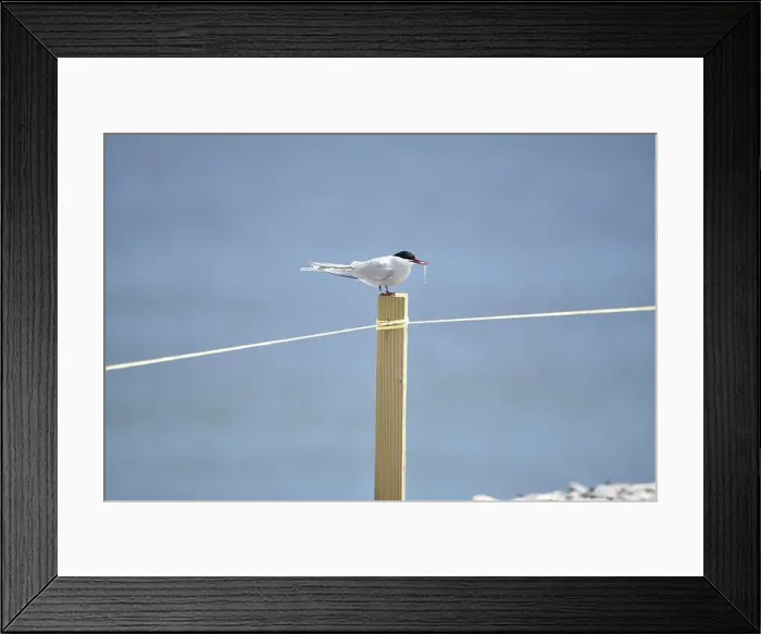 Framed Print : Arctic Tern (Sterna paradisaea) Sitting on Top of a Wooden Post in Right-Profile Framed Print : Arctic Tern (Sterna paradisaea) Sitting on Top of a Wooden Post in Right-Profile