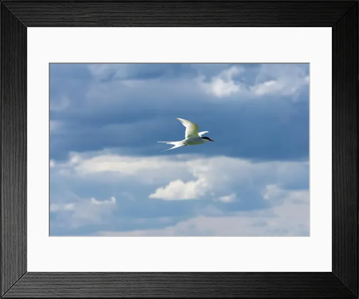 Framed Print : An Arctic Tern (Sterna Paradise) in flight above the Farne Islands in Northumberland, UK Framed Print : An Arctic Tern (Sterna Paradise) in flight above the Farne Islands in Northumberland, UK