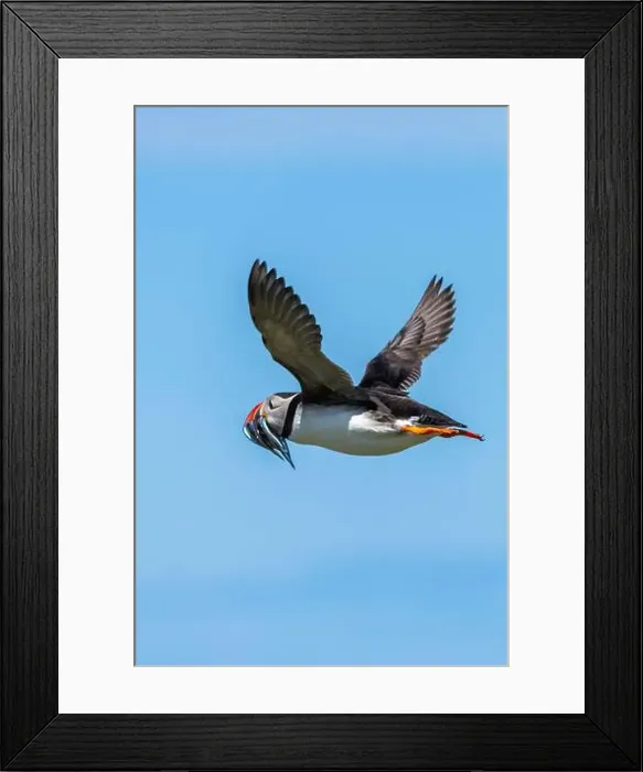 Framed Print : An Atlantic Puffin (Fratercula arctica) in flight over The Farne Islands in Northumberland, UK Framed Print : An Atlantic Puffin (Fratercula arctica) in flight over The Farne Islands in Northumberland, UK
