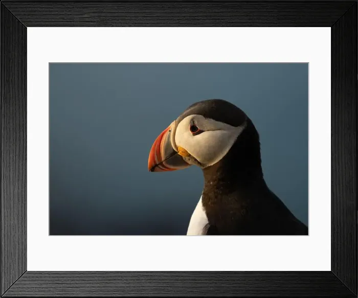 Framed Print : Puffins in Iceland Framed Print : Puffins in Iceland