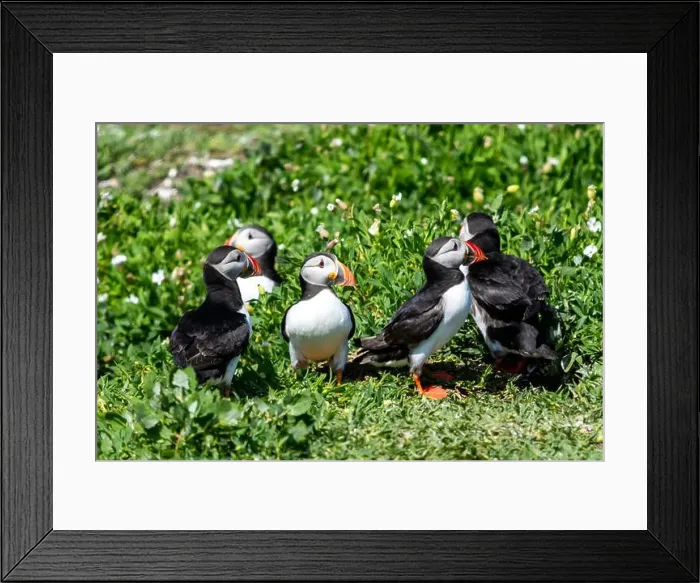 Framed Print : Atlantic Puffins (Fratercula arctica) on The Farne Islands in Northumberland, UK Framed Print : Atlantic Puffins (Fratercula arctica) on The Farne Islands in Northumberland, UK