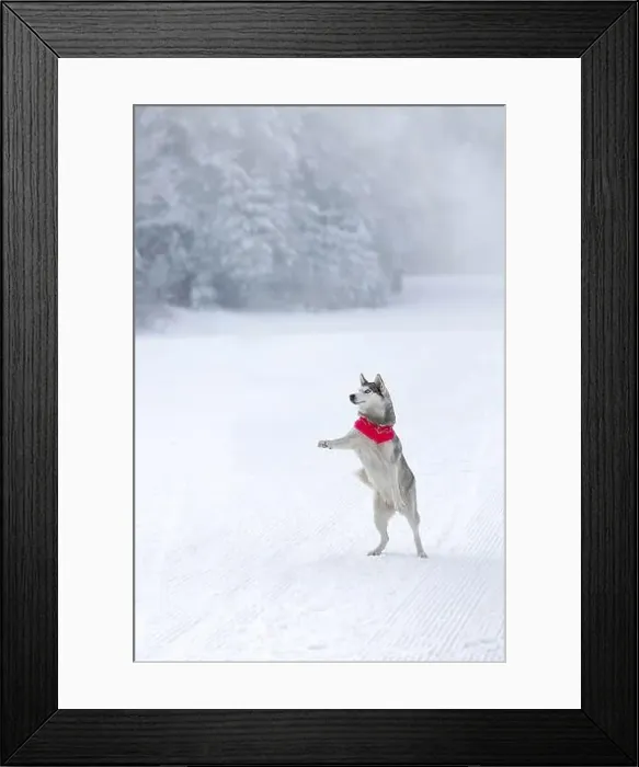 Framed Print : Photo portrait of husky sled dog with red scarf jumping rising paws, winter snow nature background Framed Print : Photo portrait of husky sled dog with red scarf jumping rising paws, winter snow nature background