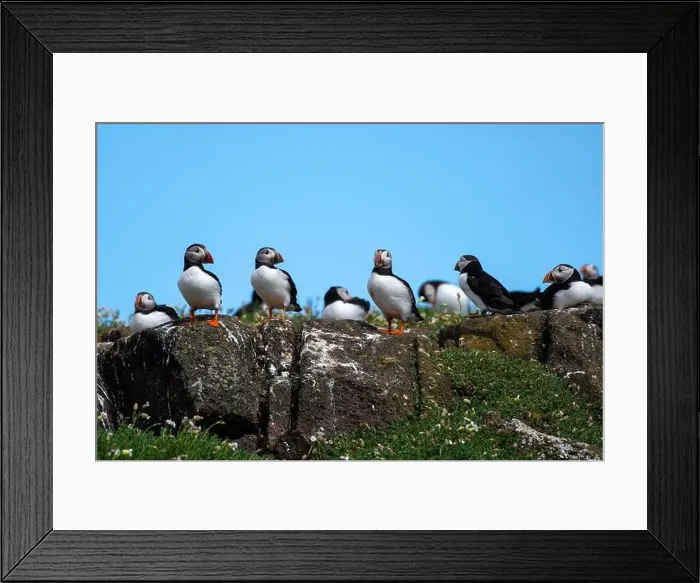 Framed Print : Group Of Seabird Species Atlantic Puffin (Fratercula arctica) Framed Print : Group Of Seabird Species Atlantic Puffin (Fratercula arctica)