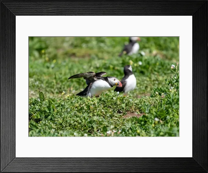 Framed Print : Atlantic Puffins (Fratercula arctica) on The Farne Islands in Northumberland, UK Framed Print : Atlantic Puffins (Fratercula arctica) on The Farne Islands in Northumberland, UK